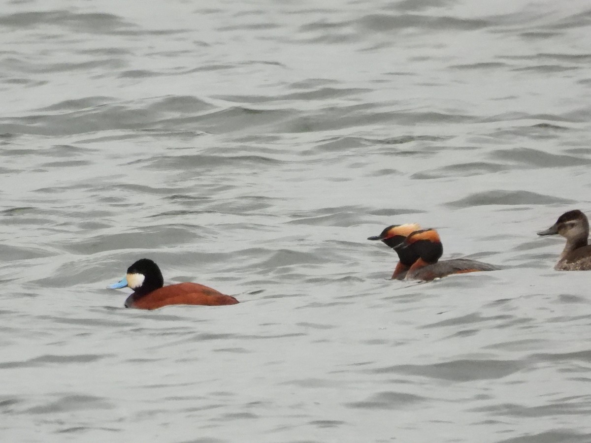 Ruddy Duck - ML563393371