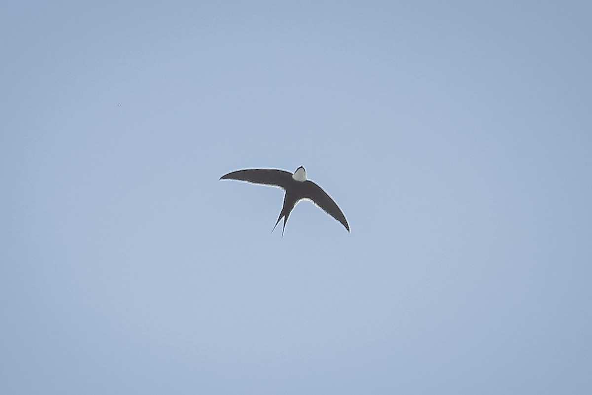 Lesser Swallow-tailed Swift - ML563394211