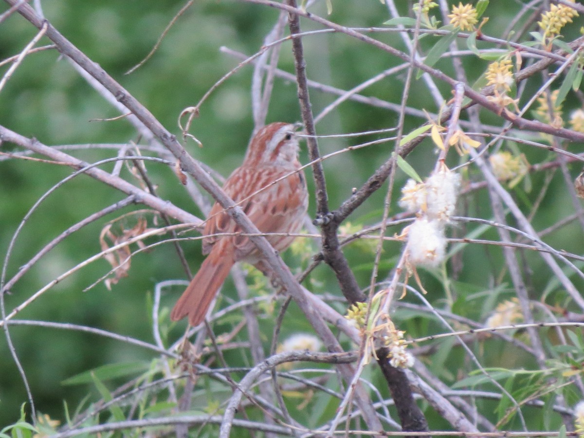 Song Sparrow - F Alvarez