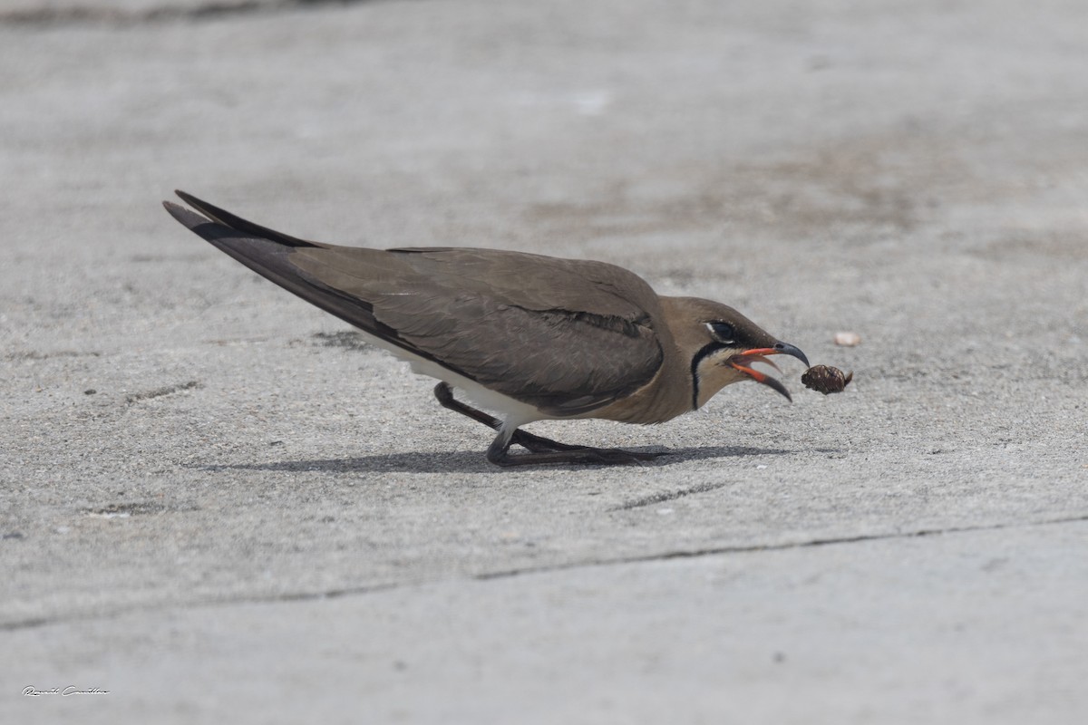 Oriental Pratincole - ML563394831