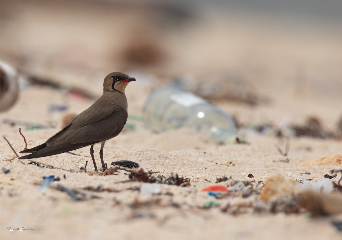 Oriental Pratincole - ML563394841