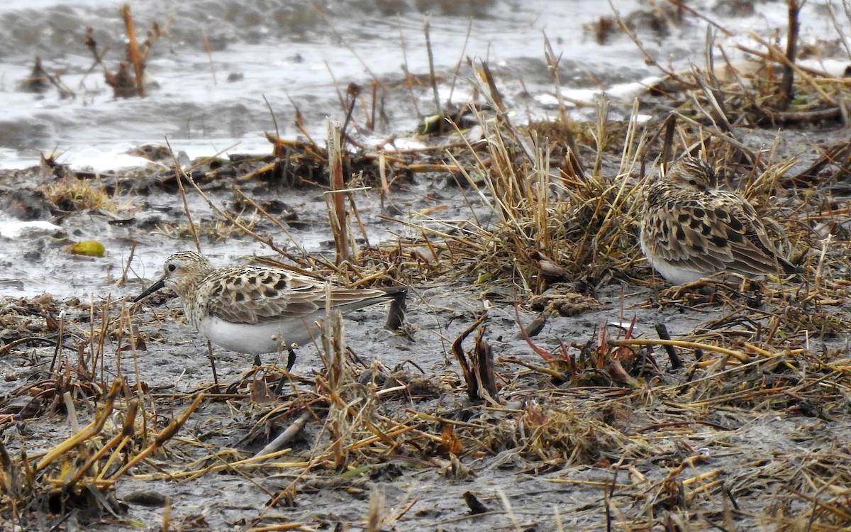 Baird's Sandpiper - ML563395361