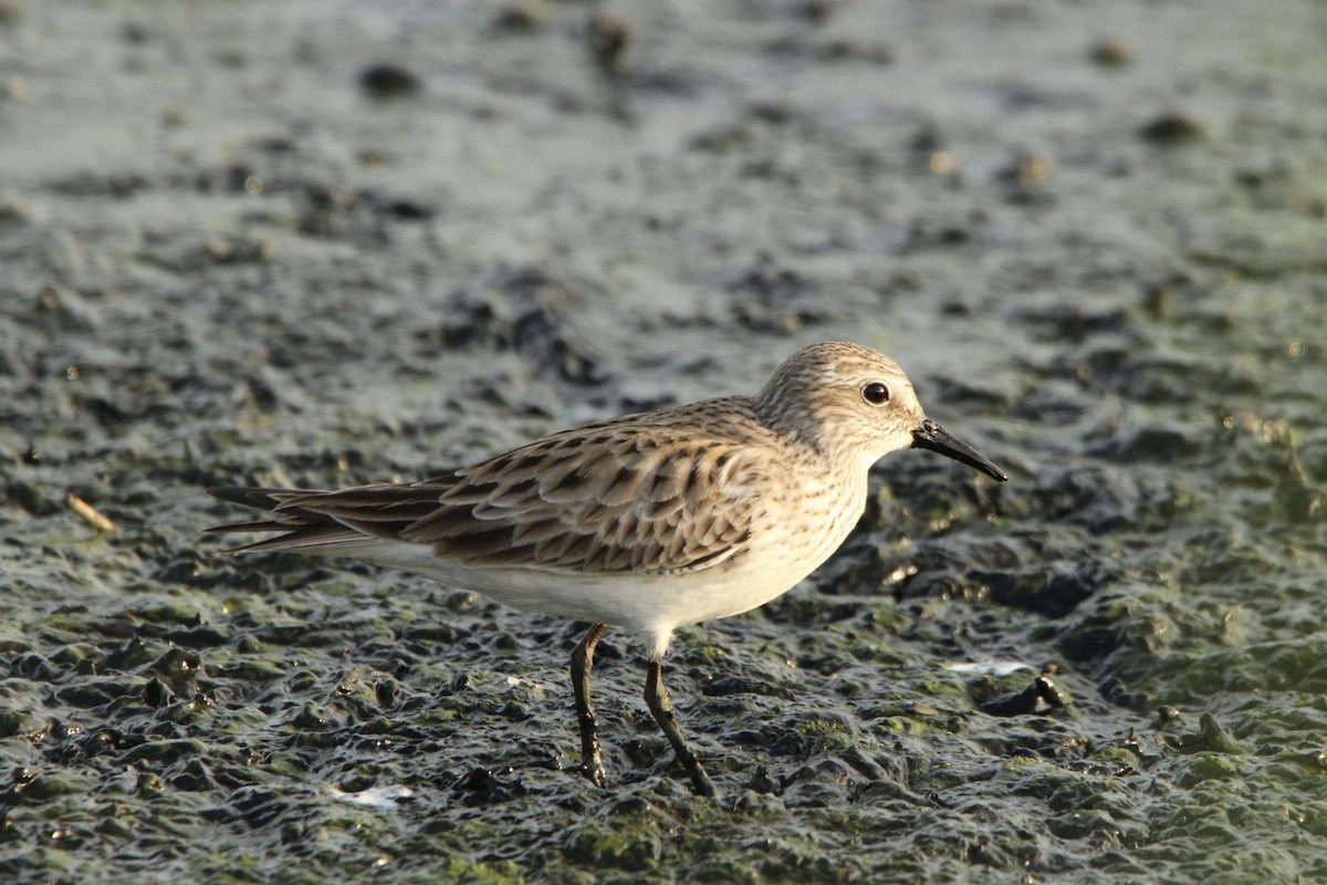 White-rumped Sandpiper - Eric Feldkamp