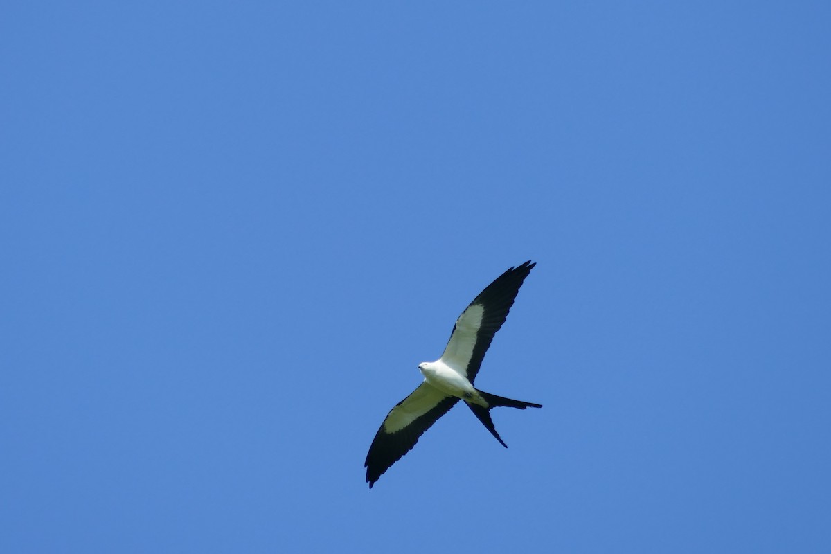 Swallow-tailed Kite - ML563396451