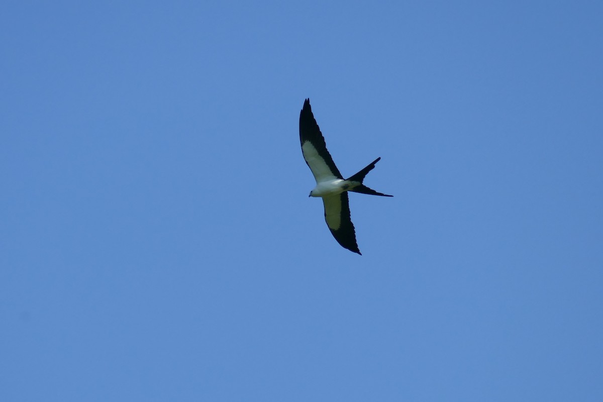 Swallow-tailed Kite - ML563396461