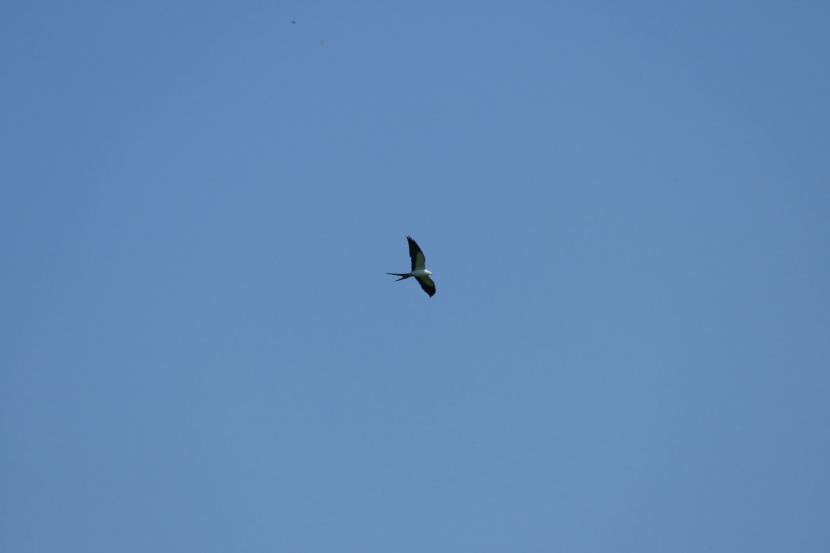 Swallow-tailed Kite - ML563396471