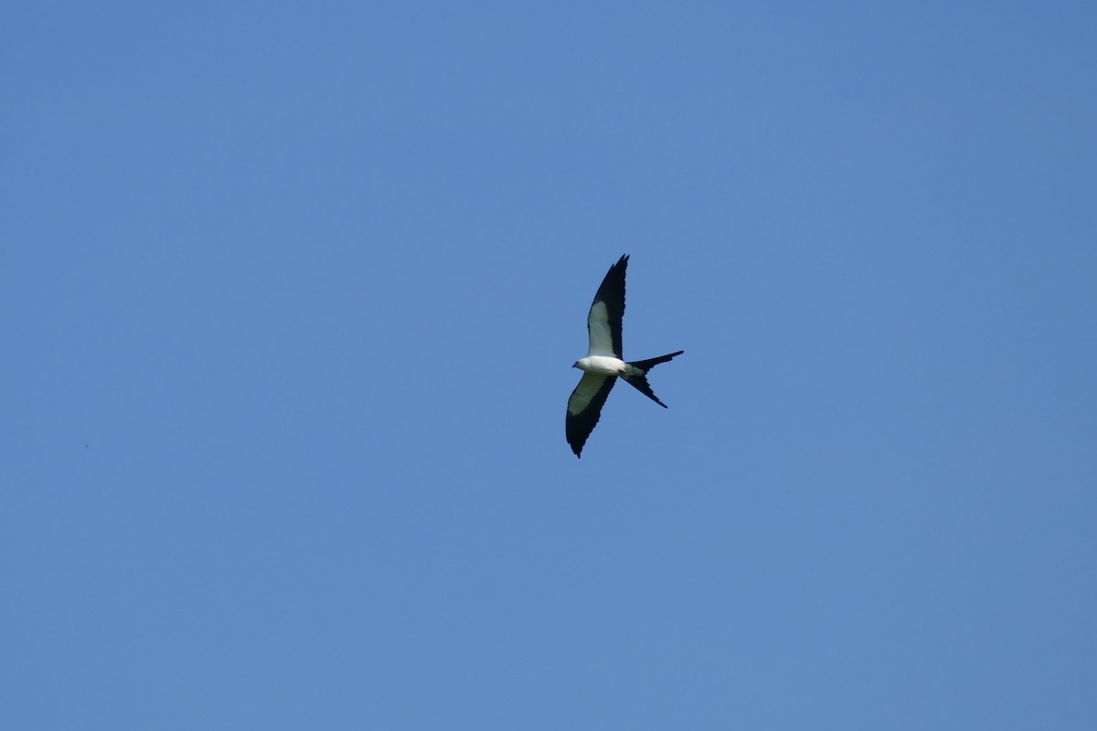 Swallow-tailed Kite - ML563396481