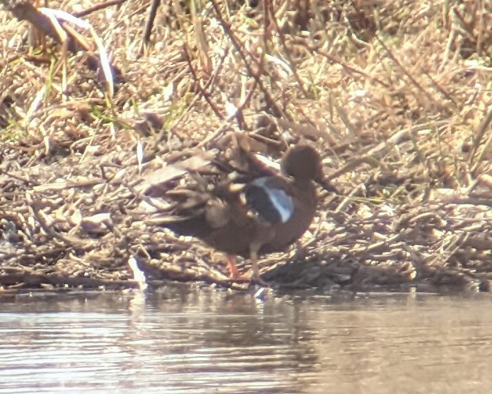 Blue-winged x Cinnamon Teal (hybrid) - ML563396491