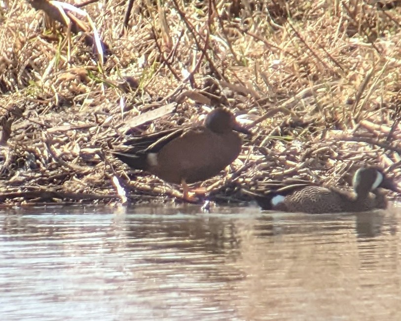 Blue-winged x Cinnamon Teal (hybrid) - ML563396501