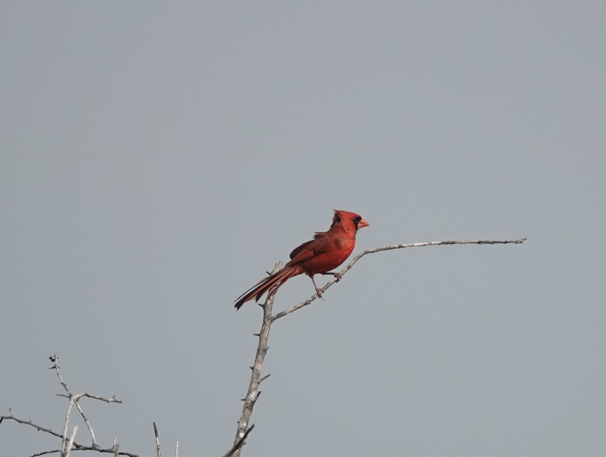 Northern Cardinal - Patricia Cullen