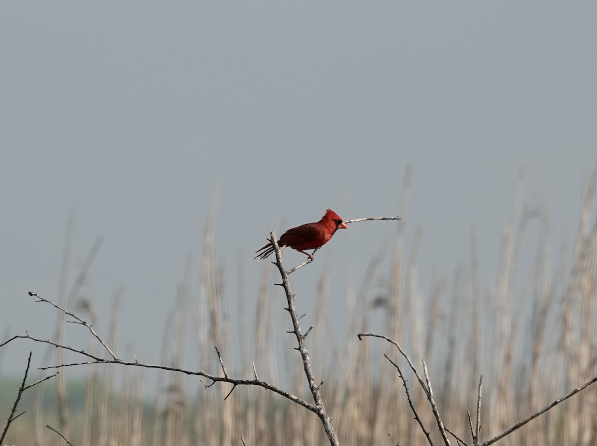 Cardinal rouge - ML563397211