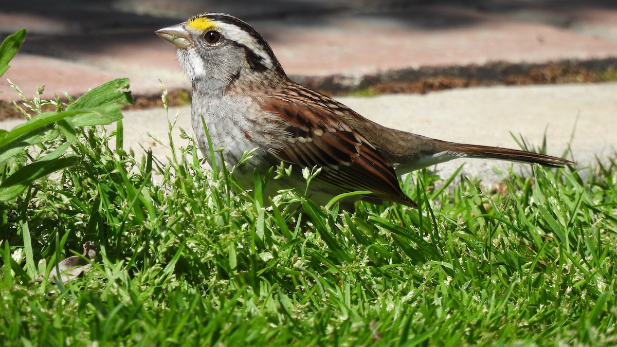 White-throated Sparrow - Karen Evans