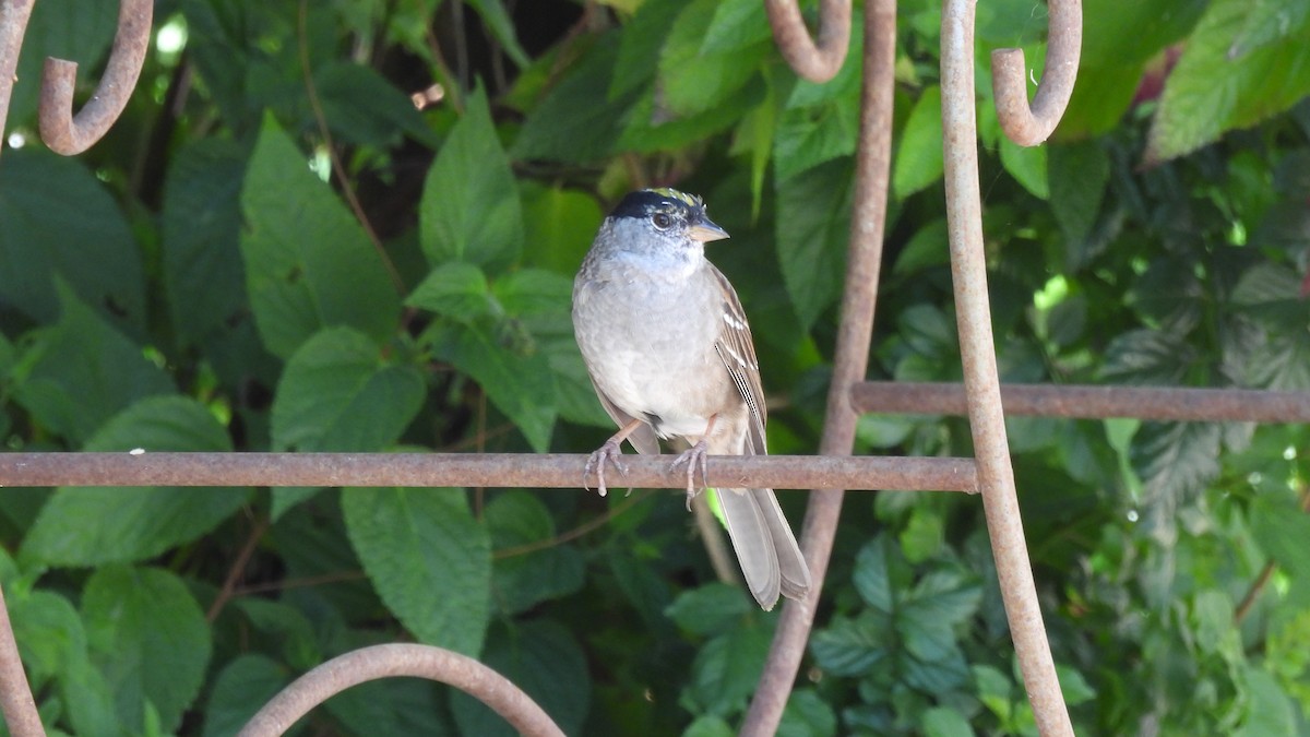 Golden-crowned Sparrow - Karen Evans