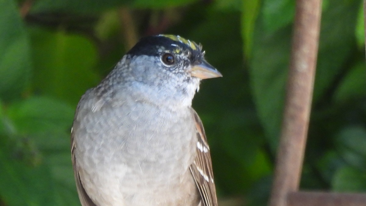 Golden-crowned Sparrow - Karen Evans