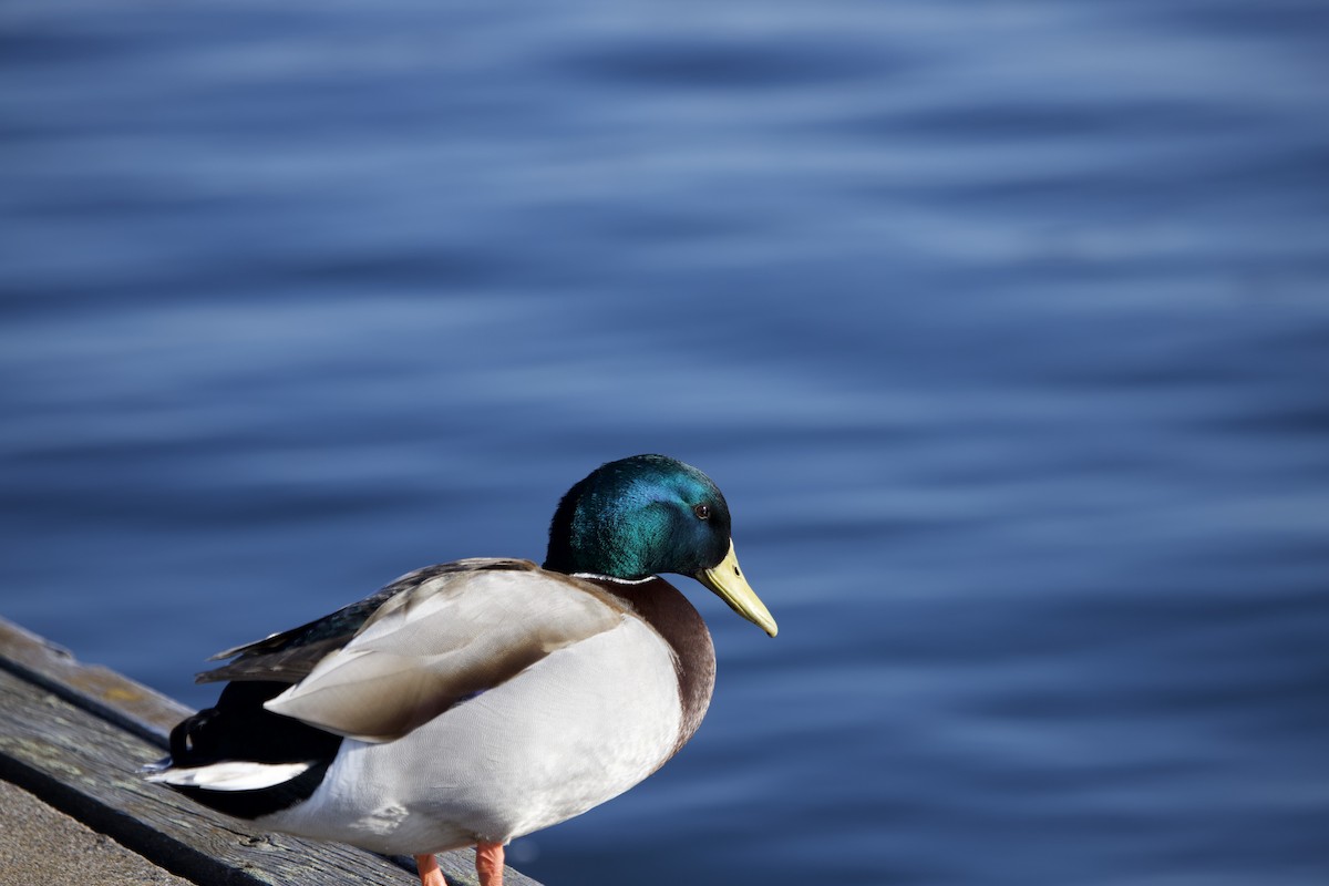 Зэрлэг нугас - ML563399591