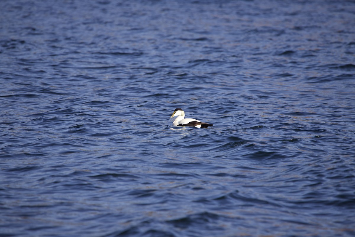 Common Eider - ML563400021
