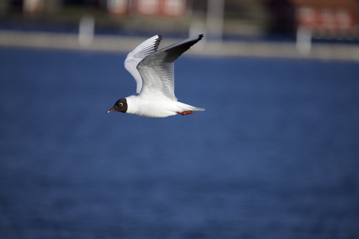 Хүрэн толгойт цахлай - ML563400431