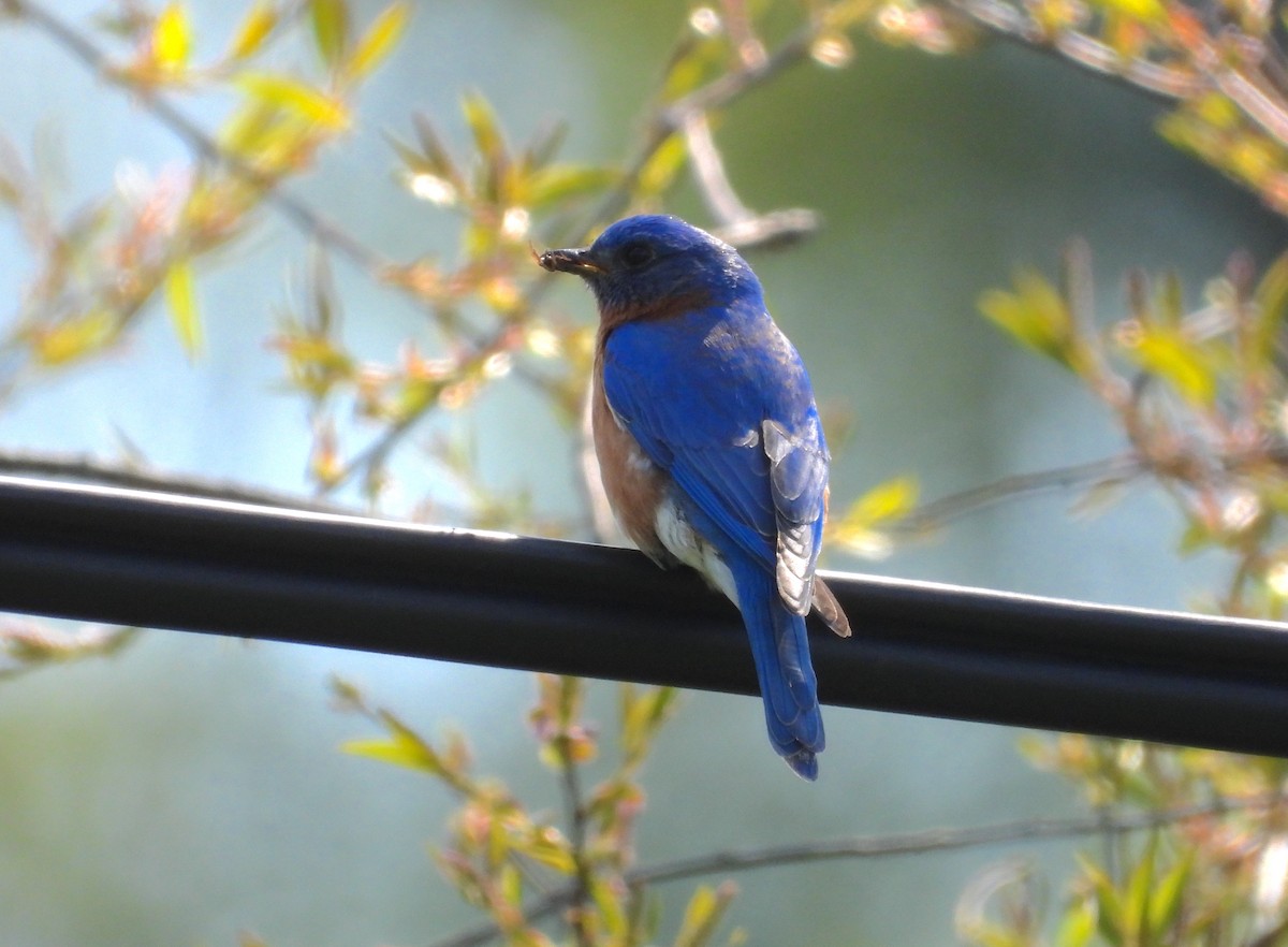 Eastern Bluebird - Sydney Horan