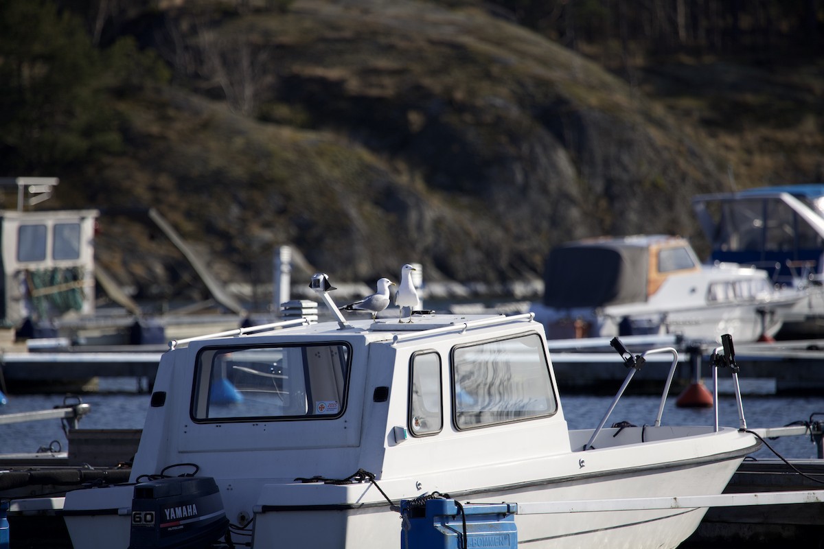 Үүлэн цахлай - ML563400761