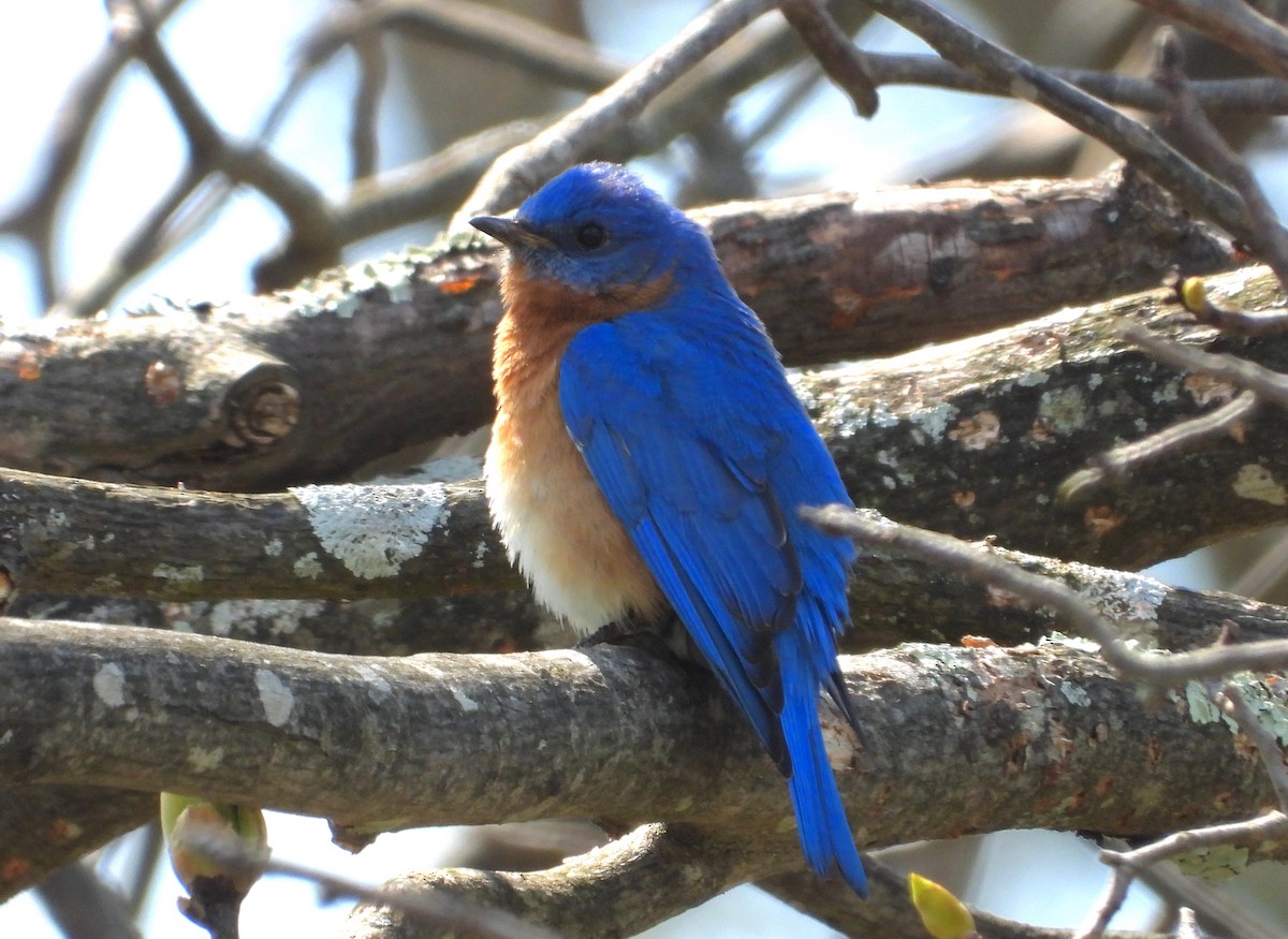 Eastern Bluebird - ML563400781