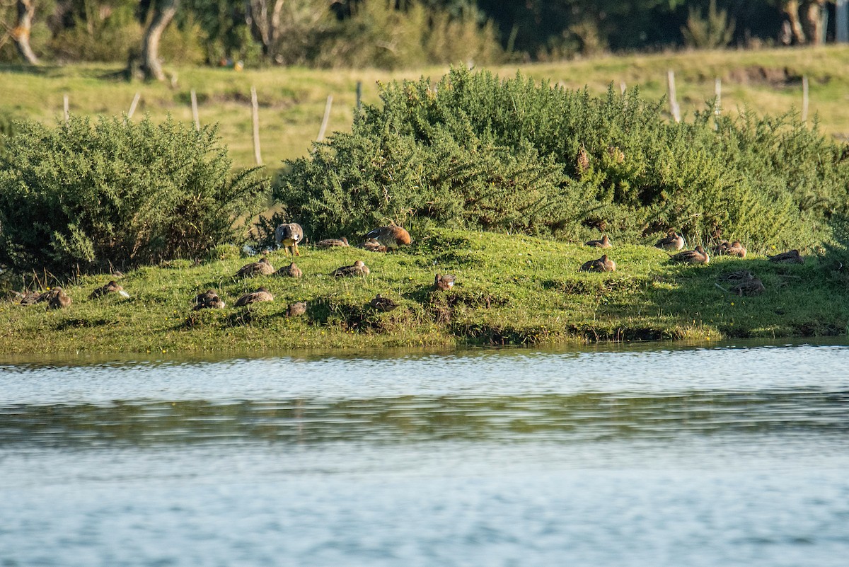 Cinnamon Teal - ML563401061