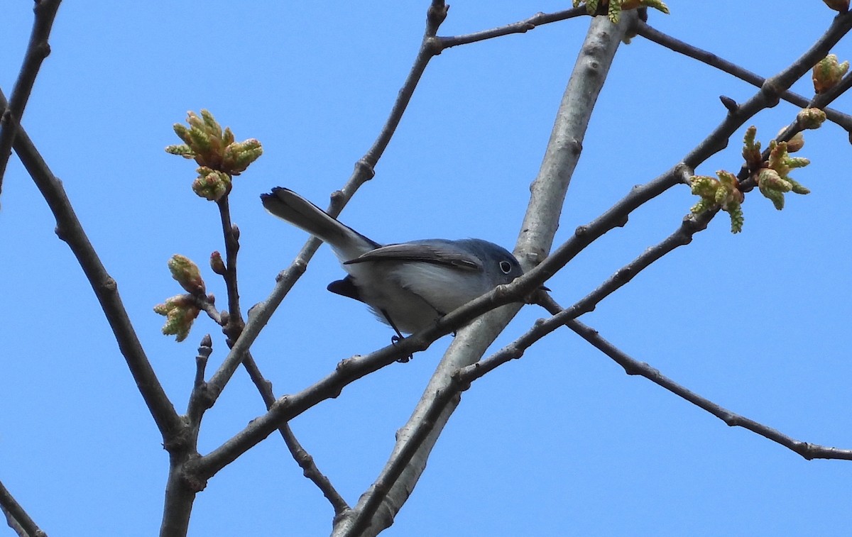 Blue-gray Gnatcatcher - ML563401111