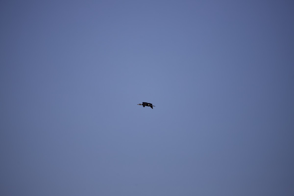 Тураг гогой - ML563401171