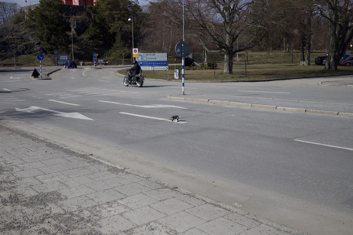 Саарал хэрээ - ML563401591