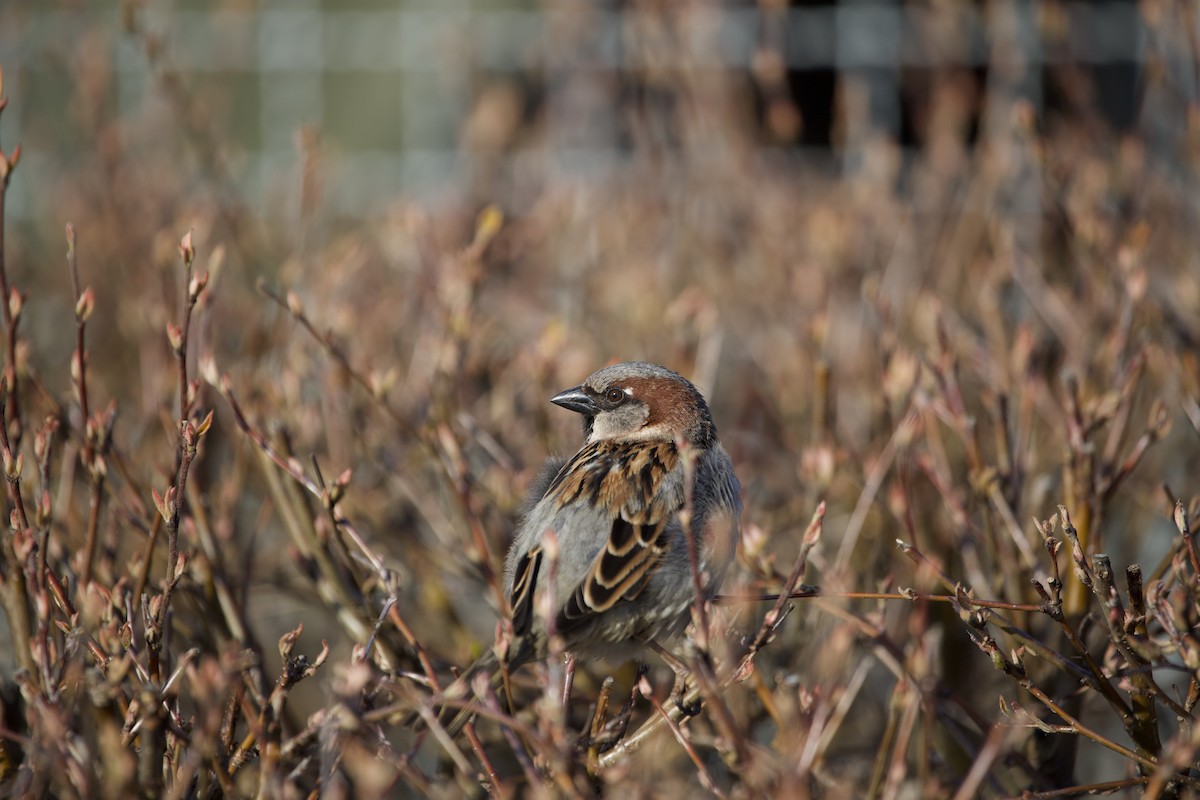 Оронгийн бор шувуу - ML563401731