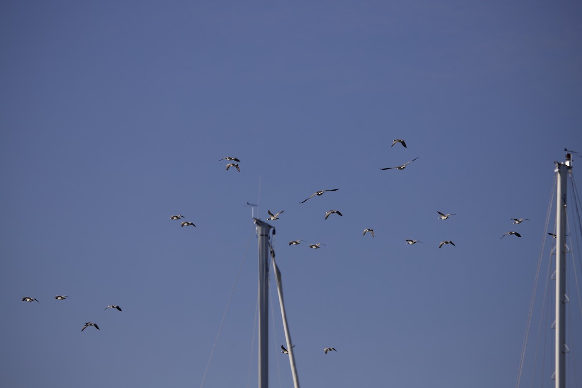 Цагаан шанаат галуу - ML563401971