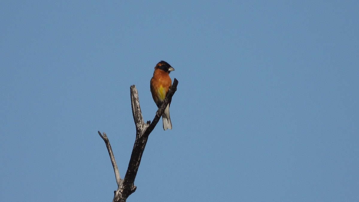 Black-headed Grosbeak - ML563402291