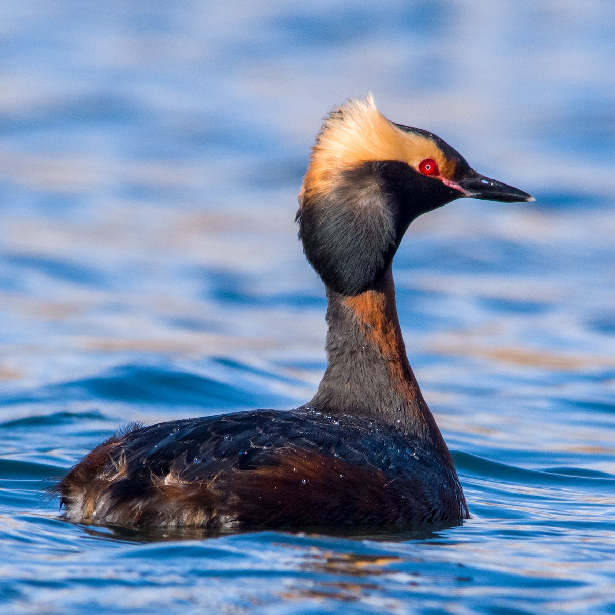 Horned Grebe - Neill McDonald