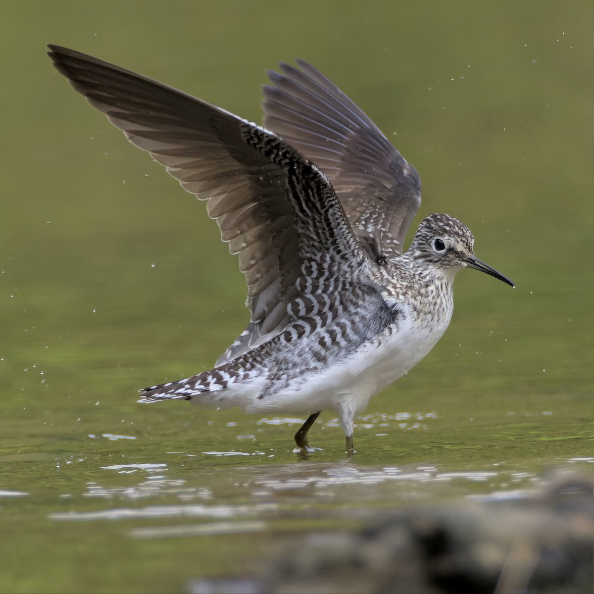 Solitary Sandpiper - David Clancy