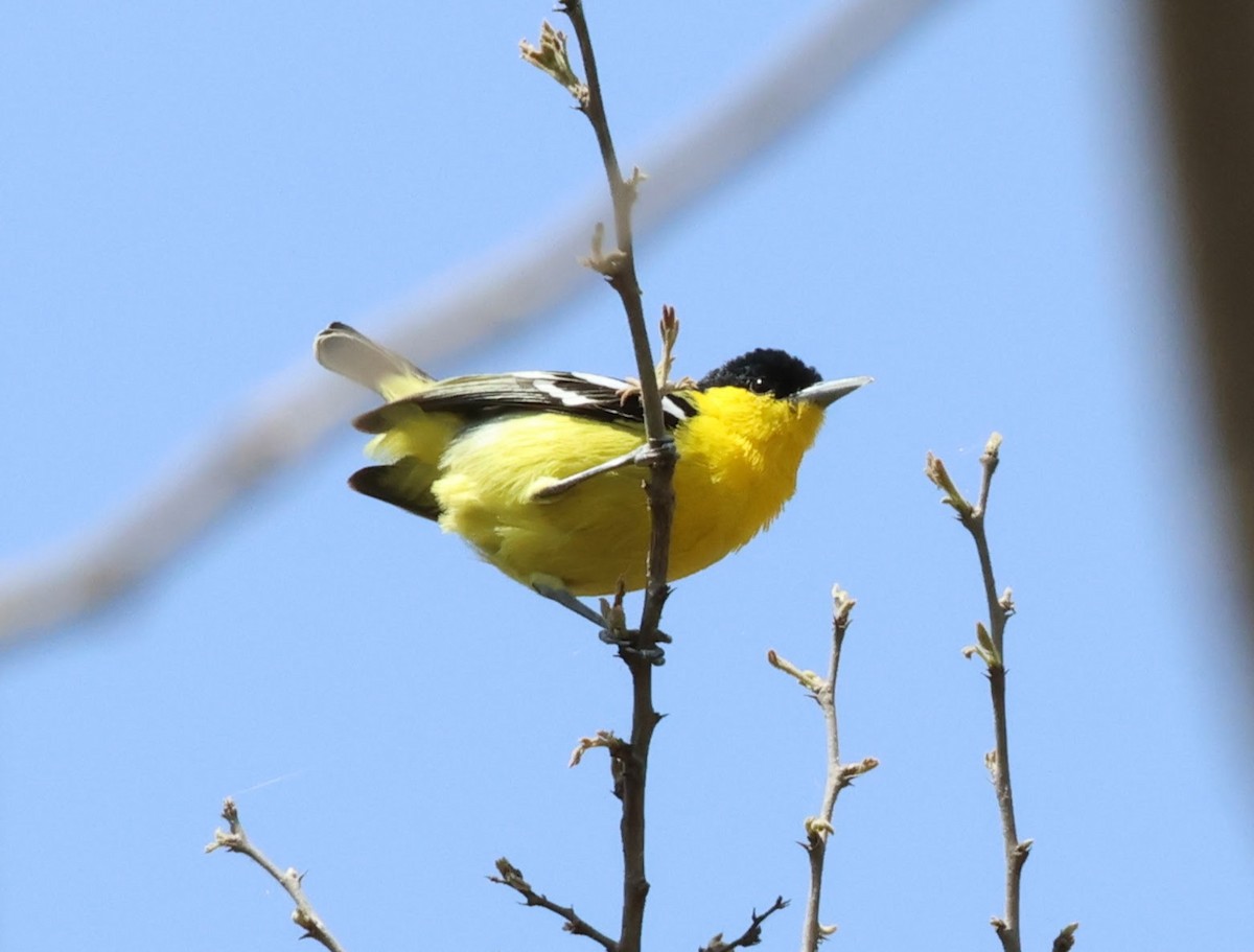 Common Iora - Benjamin Zerante