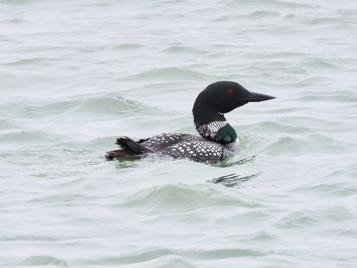 Common Loon - Concetta Goodrich