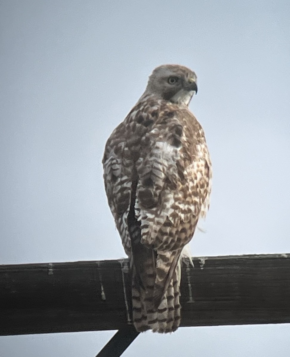 Red-tailed Hawk - ML563403731