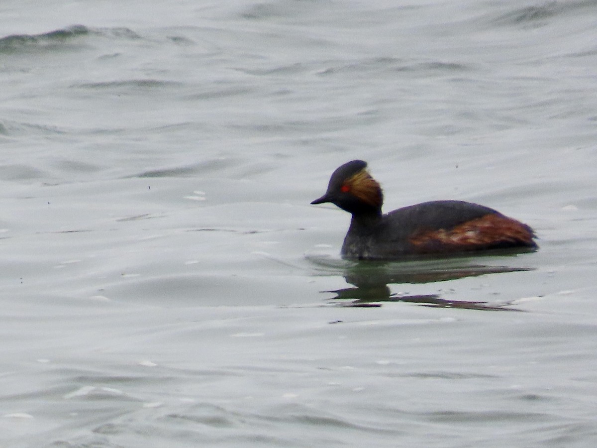 Eared Grebe - ML563403971