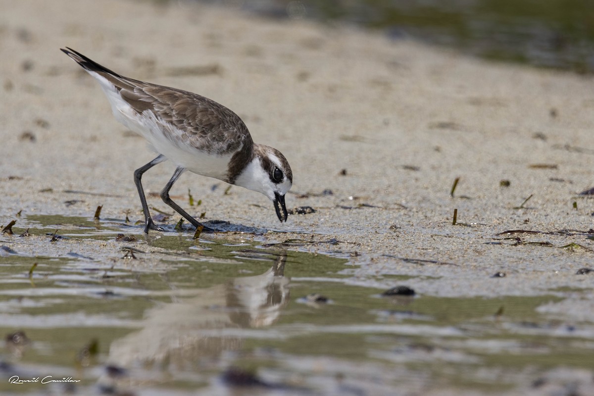 Siberian Sand-Plover - ML563404861