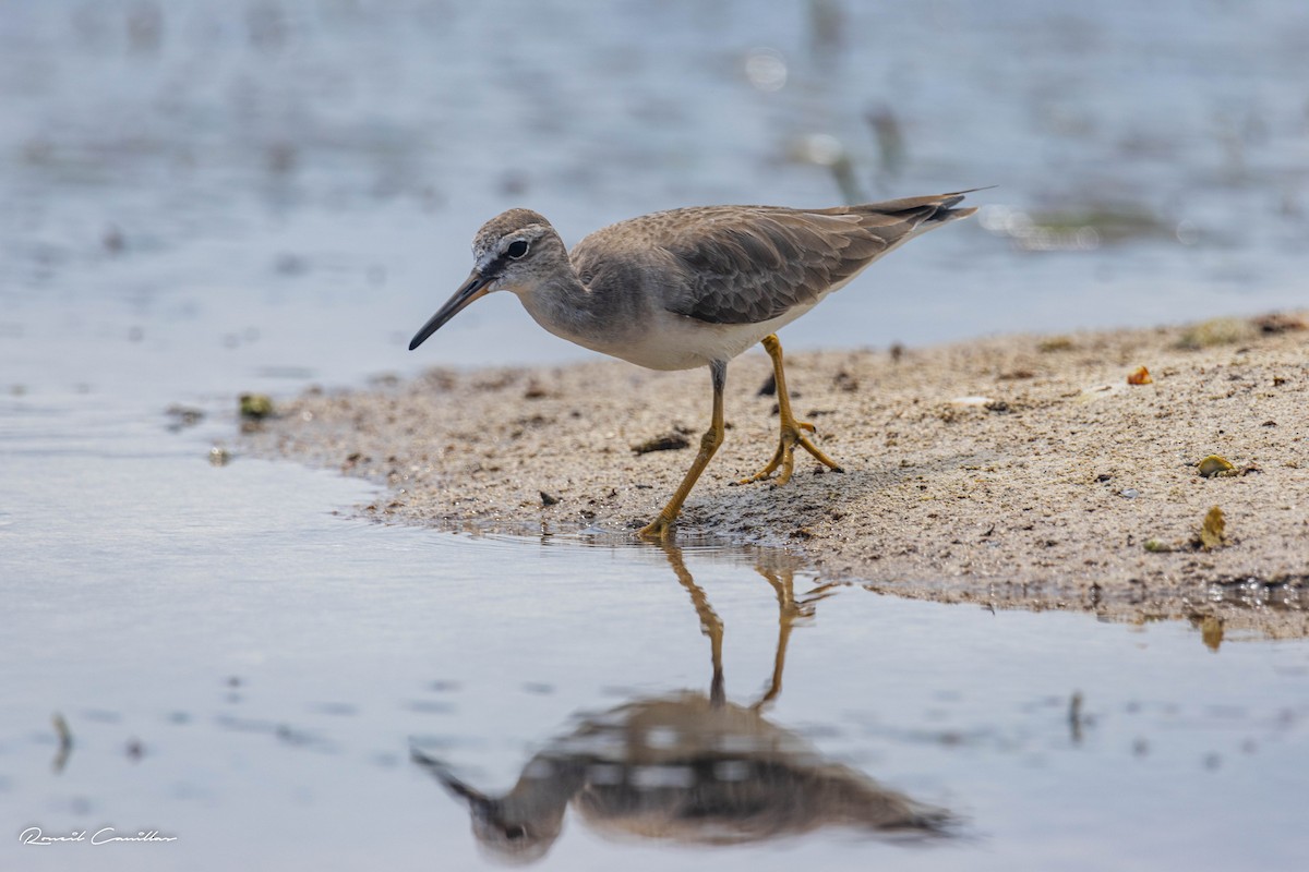 Gray-tailed Tattler - ML563404981