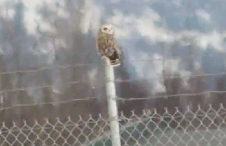 Short-eared Owl - ML563405131