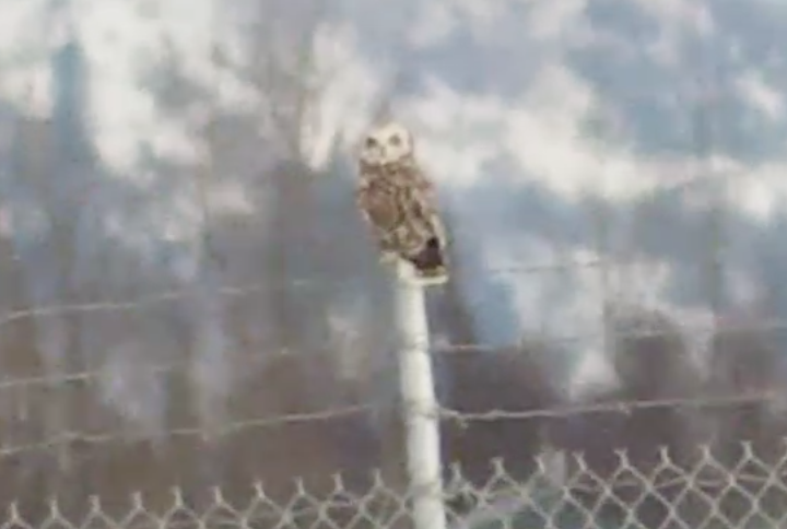 Short-eared Owl - ML563405161