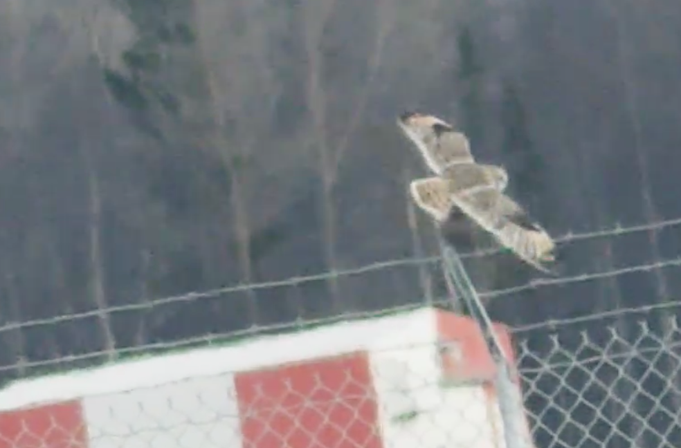 Short-eared Owl - ML563405181