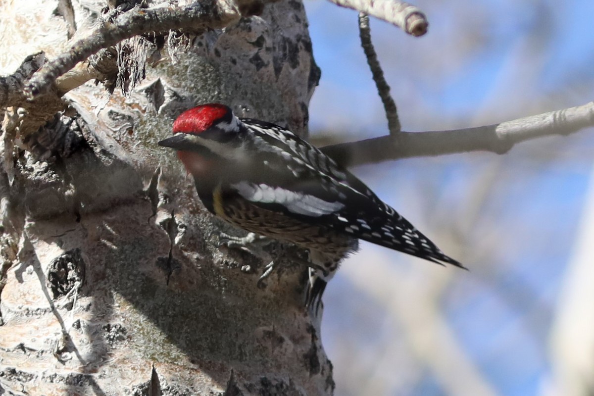 Yellow-bellied Sapsucker - ML563405591