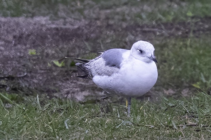 Short-billed Gull - Thomas Creel