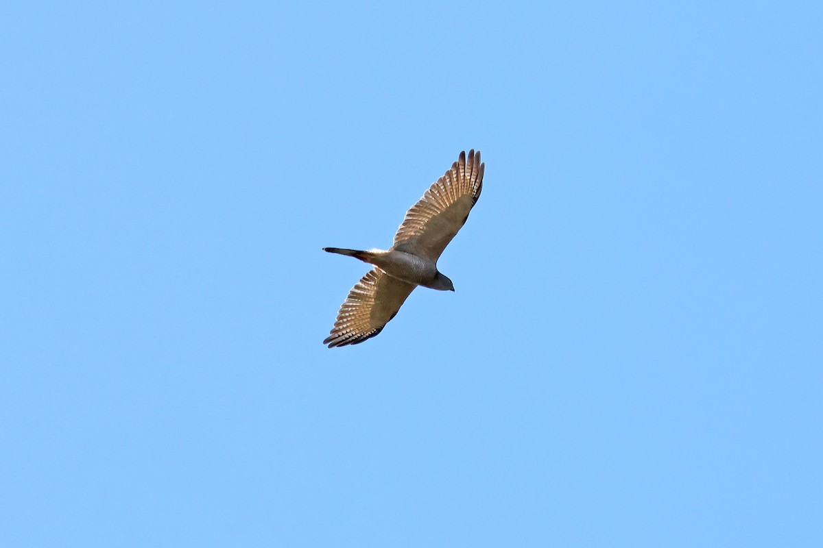 Brown Goshawk - ML563405761