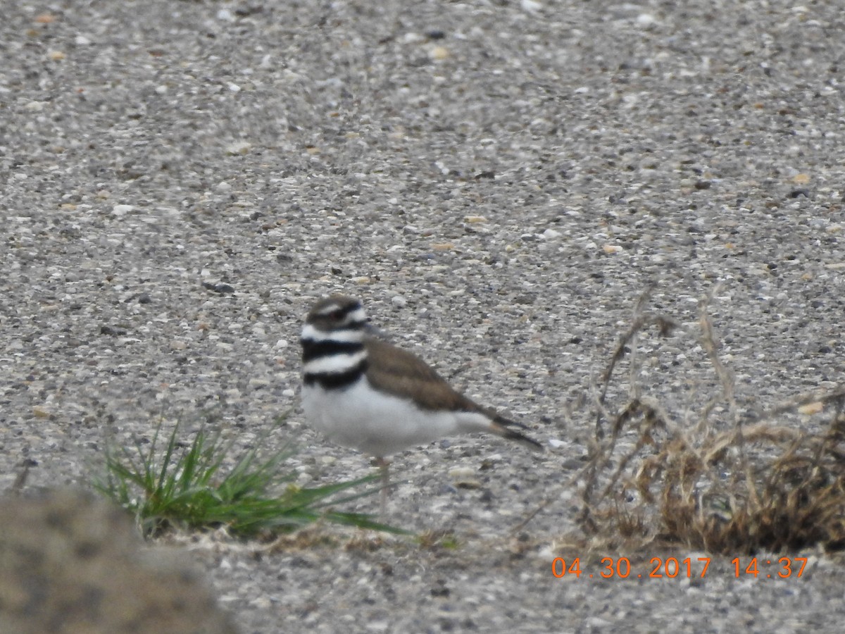 Killdeer - ML56340601