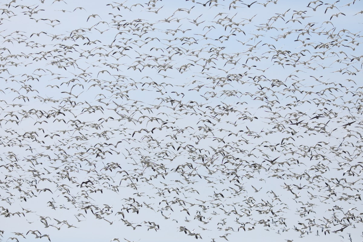 Snow Goose - Irene Crosland