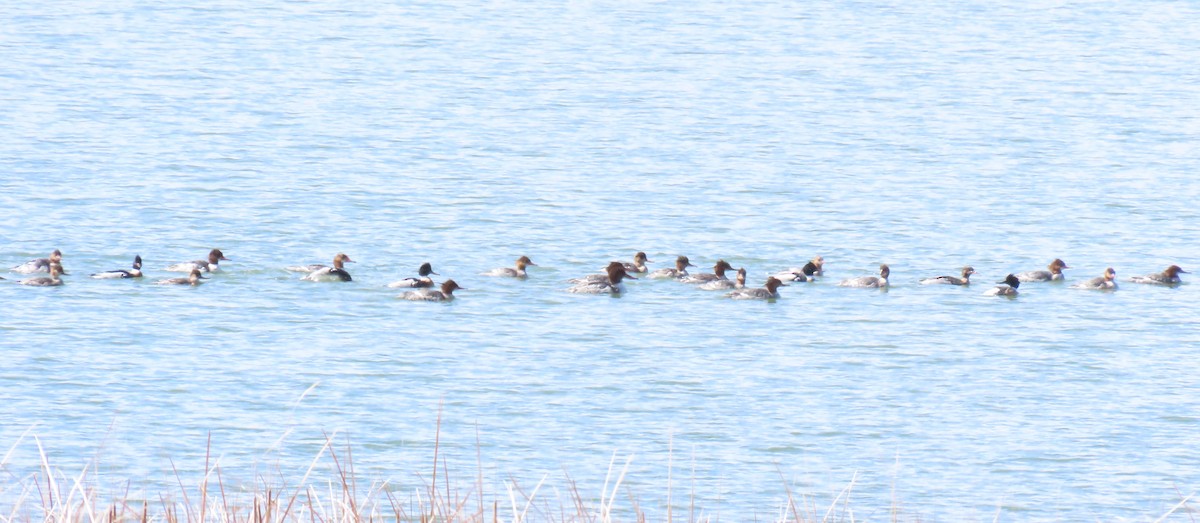 Red-breasted Merganser - Paul Gordy