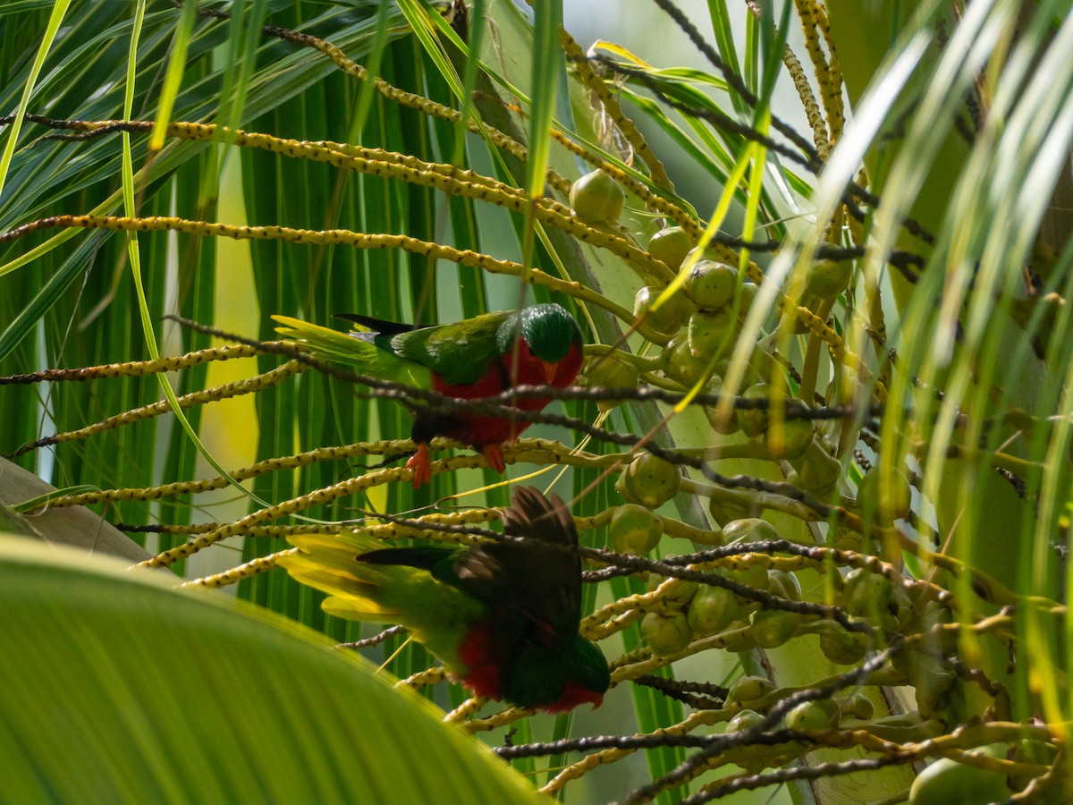 Stephen's Lorikeet - ML563410491