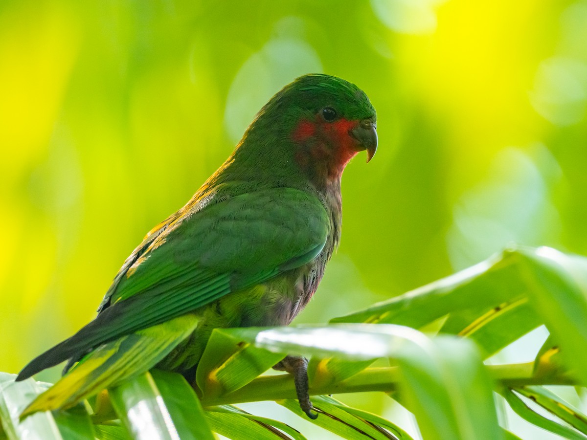 Stephen Loriketi - ML563410501